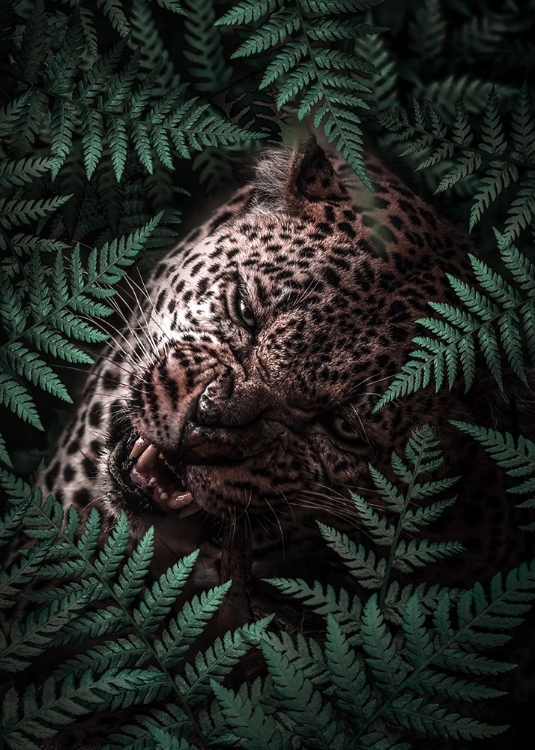 Picture of LEOPARD IN FERNS