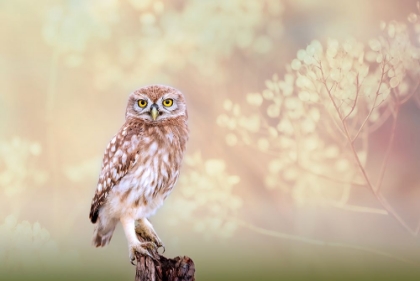 Picture of LITTLE OWL