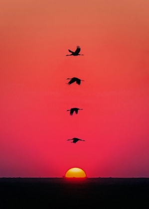Picture of SUNSET BIRDS
