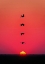 Picture of SUNSET BIRDS