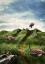 Picture of  TURTLES IN THE GREEN FIELDS