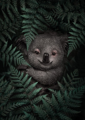 Picture of CUTE BABY KOALA