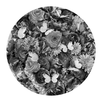 Picture of DESTINY BLOOMS BLACK A WHITE
