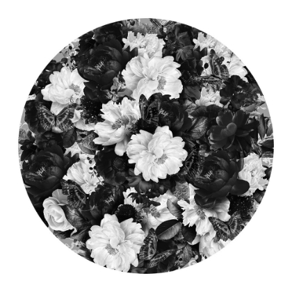 Picture of BOWIE BLOOMS BLACK A WHITE