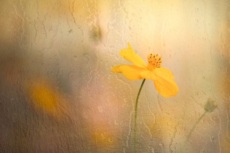 Picture of COSMOS IN RAIN