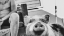 Picture of PIG.