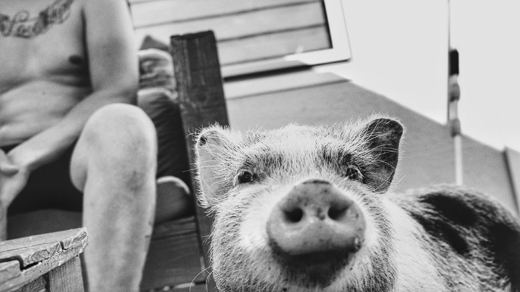 Picture of PIG.