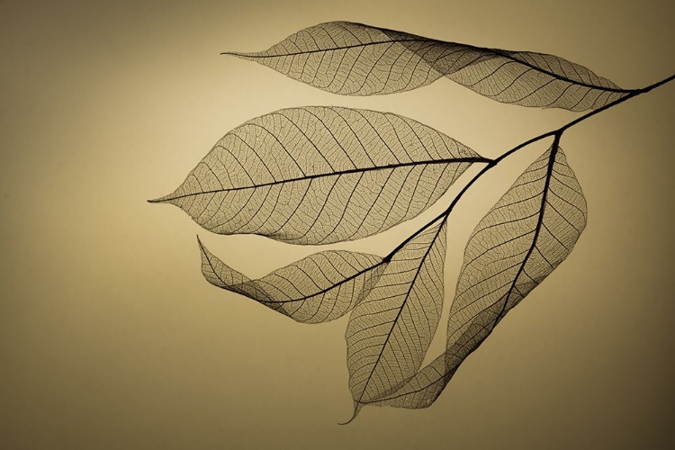 Picture of LEAF