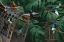 Picture of TROPICAL HUMMINGBIRDS