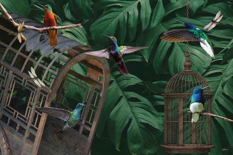 Picture of TROPICAL HUMMINGBIRDS