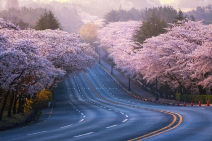 Picture of CHERRY BLOSSOMS