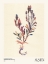 Picture of WATERCOLOR PRINT COLLECTION. FLOWER MARKET - AUSTIN