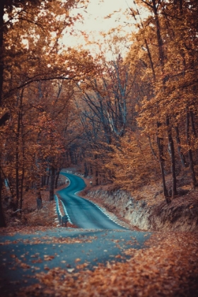 Picture of ROAD IN FOREST AUTUMN BEAUTIFUL COLORS
