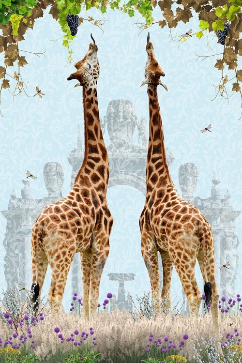 Picture of GIRAFFES ENJOYING GRAPES