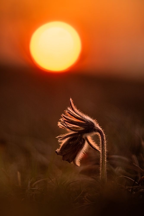 Picture of PULSATILLA NIGRICANS