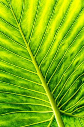 Picture of ARROW LEAF