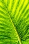 Picture of ARROW LEAF
