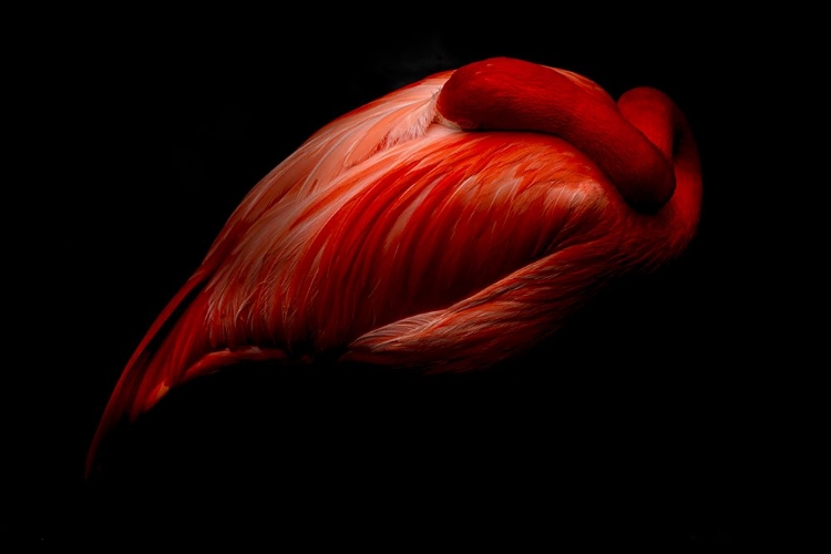 Picture of THE HEART
