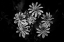 Picture of WILD FLOWERS
