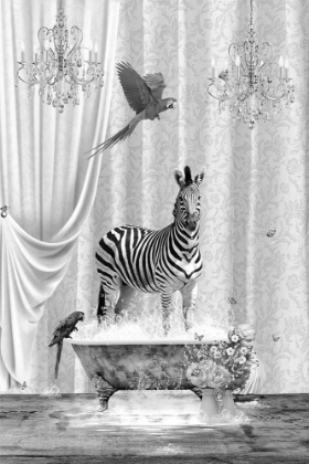 Picture of ZEBRA PARROTS A BUBBLES BLACK A WHITE