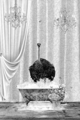 Picture of OSTRICH A BUBBLES BLACK A WHITE