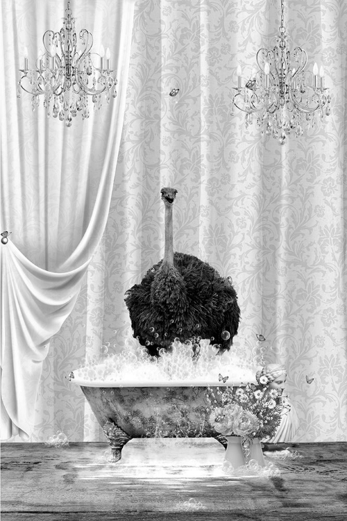 Picture of OSTRICH A BUBBLES BLACK A WHITE