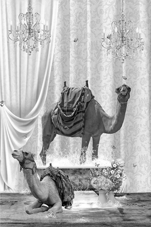 Picture of CAMELS A BUBBLES BLACK A WHITE