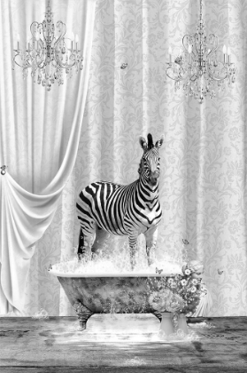 Picture of ZEBRA A BUBBLES BLACK A WHITE