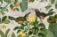 Picture of PARROTS NOSTALGIC JOURNEY 2