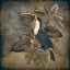Picture of TOUCAN 2