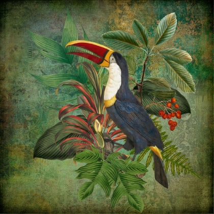 Picture of TOUCAN