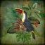 Picture of TOUCAN