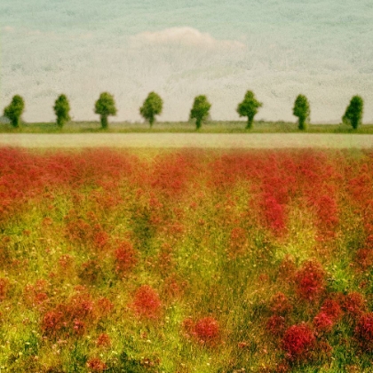 Picture of FIELD FLOWERS