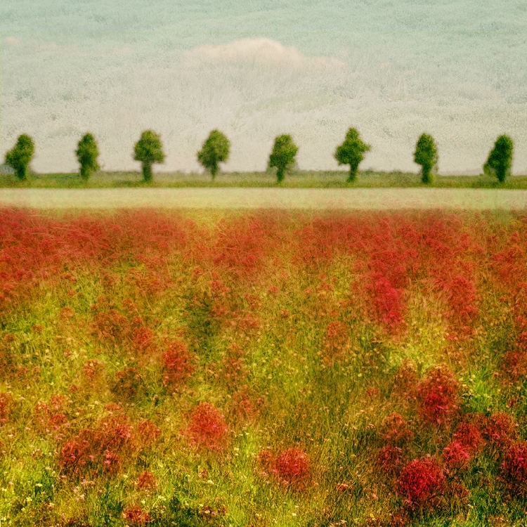 Picture of FIELD FLOWERS