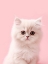 Picture of KITTY 4