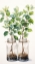 Picture of PLANTS 1