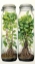 Picture of PLANTS 2