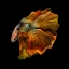 Picture of THE GOLDEN BETTA