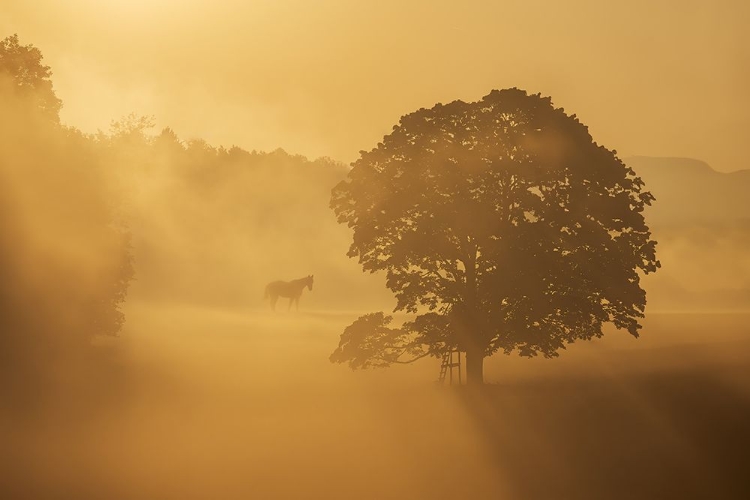 Picture of AUTUMN MORNING