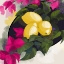 Picture of BOUGAINVILLEA AND LEMONS