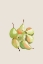 Picture of SEVEN PEARS