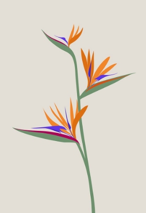 Picture of BIRD OF PARADISE