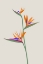 Picture of BIRD OF PARADISE