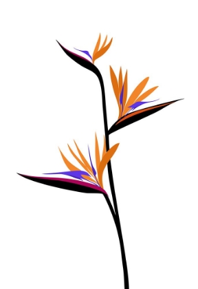 Picture of BIRD OF PARADISE IN BLACK