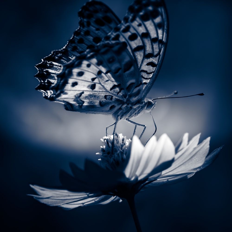Picture of BUTTERFLY