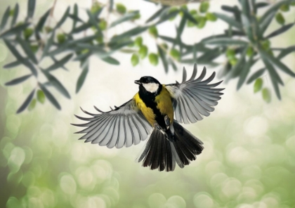 Picture of GREAT TIT FLIES AT OLIVE GROVE