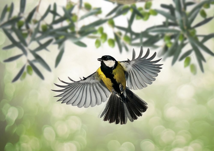 Picture of GREAT TIT FLIES AT OLIVE GROVE