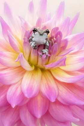 Picture of BABY AMAZON MILK FROG