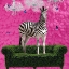 Picture of FREE SPIRITED ZEBRA ON A GREEN SETTEE