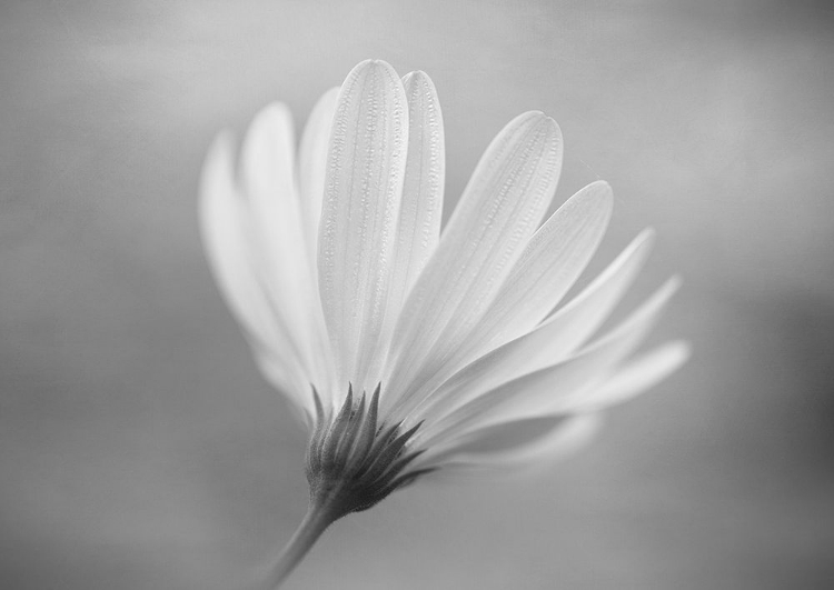 Picture of GERBERA